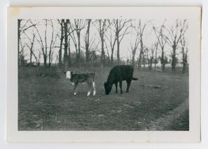 [Photograph of Cows Grazing on the Back Farm]