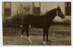 [Photograph of a Horse Belonging to J. M. Back]