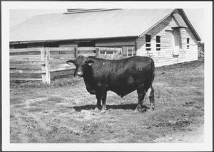 [Photograph of a Santa Gertrudis cow - full side view]