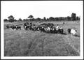Photograph: [Photograph a herd of cattle in a pasture on the George Ranch]