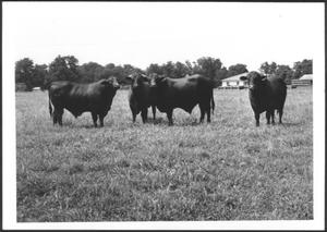[Photograph of a group of four Santa Gertrudis cattle]