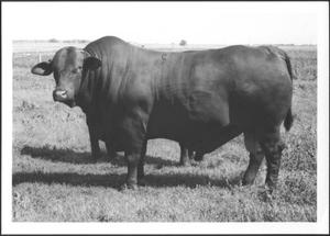 [Photograph of a Santa Gertrudis bull in a pasture on the George Ranch - full view facing]