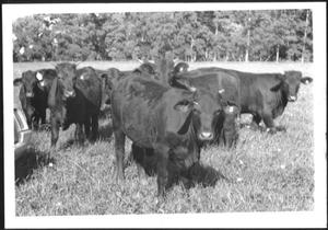 [Photograph of a herd of Santa Gertrudis cattle in a pasture on the George Ranch]