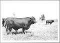 Primary view of [Photograph of a Santa Gertrudis bull]