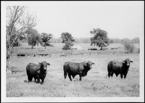 [Photograph of three Santa Gertrudis bulls in a pasture on the George Ranch]