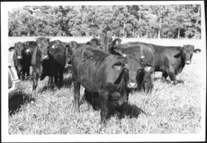 [Photograph of a herd of Santa Gertrudis cattle in a pasture]