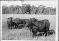Photograph: [Photograph of six  Santa Gertrudis cattle in a pasture]