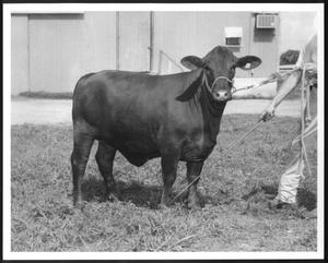Primary view of object titled '[Photograph of a Santa Gertrudis heifer]'.