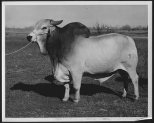 [Photograph of a Brahman bull with brand "193"]
