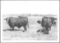 Photograph: [Photograph of seven cattle]