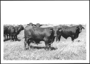 [Photograph of cattles]