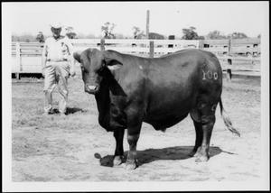 [Photograph of a bull in a stock pen with a brand "100" on his left flank]