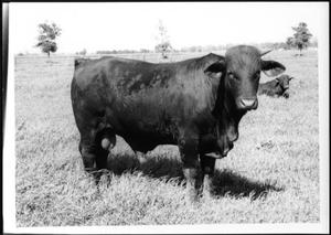 [Photograph of a bull in a pasture on the George Ranch - full length side view]