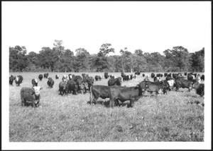 [Photograph of a herd of cattle in a  flower dotted pasture]