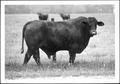Photograph: [Photograph of a bull in a pasture on the George Ranch - full side vi…