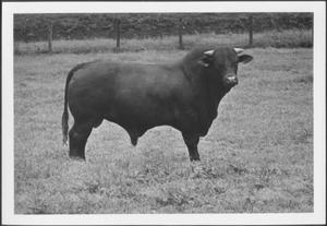 [Photograph of bull in a pasture on the George Ranch]