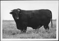 Primary view of [Photograph of a bull with a "62" branded near top left hip]