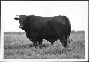 [Photograph of a bull in a pasture on the George Ranch - rear side view]