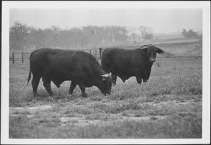 [Photograph of two bulls in a pasture on the George Ranch]