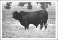 Photograph: [Photograph of a bull in a pasture on the slope of a hill]