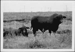 [Photograph of two bulls in a pasture]