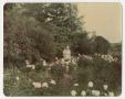 Photograph: [Photograph of an Older Woman in a Field of Wild Flowers]