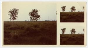 Primary view of object titled '[Grass and Two Trees]'.