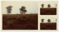 Photograph: [Grass and Two Trees]