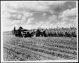 Photograph: [Photograph of the harvesting of sorghum on the George Ranch]