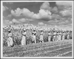 [Photograph of German Prisoners of War cutting  sorghum  tops]