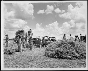 [Photograph of German Prisoners of War working in the hay field]