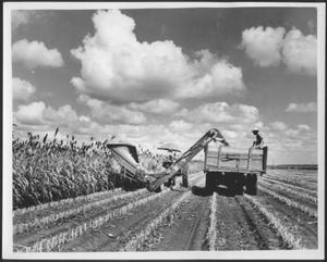 [Photograph of milo harvesting on the George Ranch]
