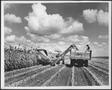 Photograph: [Photograph of milo harvesting on the George Ranch]