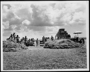 [Photograph of German Prisoners of War baling Johnson grass hay on George Ranch land]