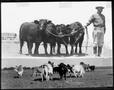 Photograph: [Photograph of two different photos of Brahman and another breed of c…
