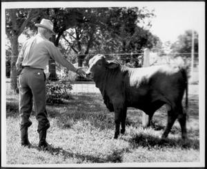 [Photograph of Albert Peyton George with his right hand extended toward a young bull]