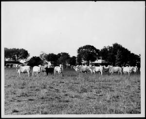 [Photograph of a herd of white Brahman cattle and one black calf]