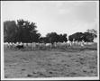 Photograph: [Photograph of a herd of white and one black Brahman cattle]