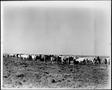 Photograph: [Photograph of a herd of white and brown Brahman cattle]