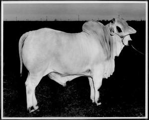 [Photograph of a white Brahman bull standing in a pasture]