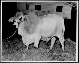 [Photograph of a white Brahman bull with a "93" brand - full side view]
