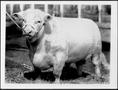 Photograph: [Photograph of a white Short Horn steer]