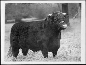 [Photograph of a Short Horn steer raised by Albert Peyton George]