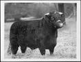 Primary view of [Photograph of a Short Horn steer raised by Albert Peyton George]