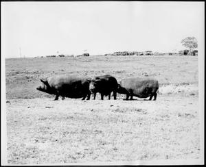 [Photograph of three hogs in a pasture]