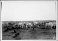 Photograph: [Photograph of a herd of Brahman cattle and hogs in a pasture]