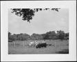Photograph: [Photograph of Short Horn bull in a pasture with four Brahman cows]