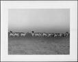 Photograph: [Photograph of a herd of Brahman cattle in a pasture on the George Ra…