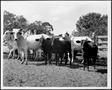 Photograph: [Photograph of three black calves in a stock pen with six white Brahm…