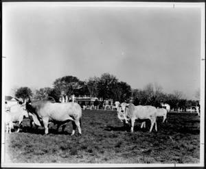 [Photograph of a group of Brahman cattle]